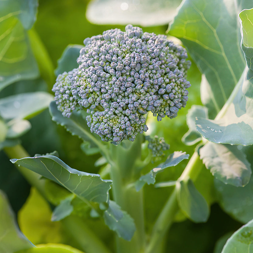 Bonide, Bonnie Plants Green Magic Broccoli