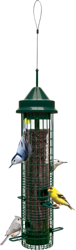 Brome Bird Care, Brome Bird Care Squirrel Buster Classic