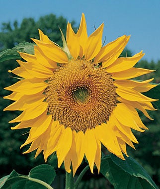 Burpee Seeds, Burpee Seeds - Organic - Sunflower Seeds