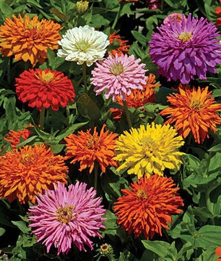 Burpee, Burpee Zinnia, Burpeeana Giants Mix