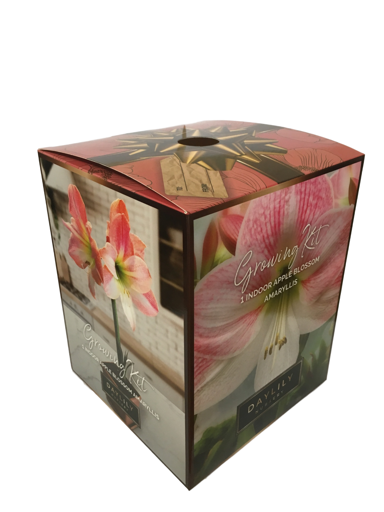 Daylily Nursery, Daylily Nursery Apple Blossom Amaryllis Bulb in an Elegant Box, With a Plastic Planting Pot, and a Professional Growing Medium