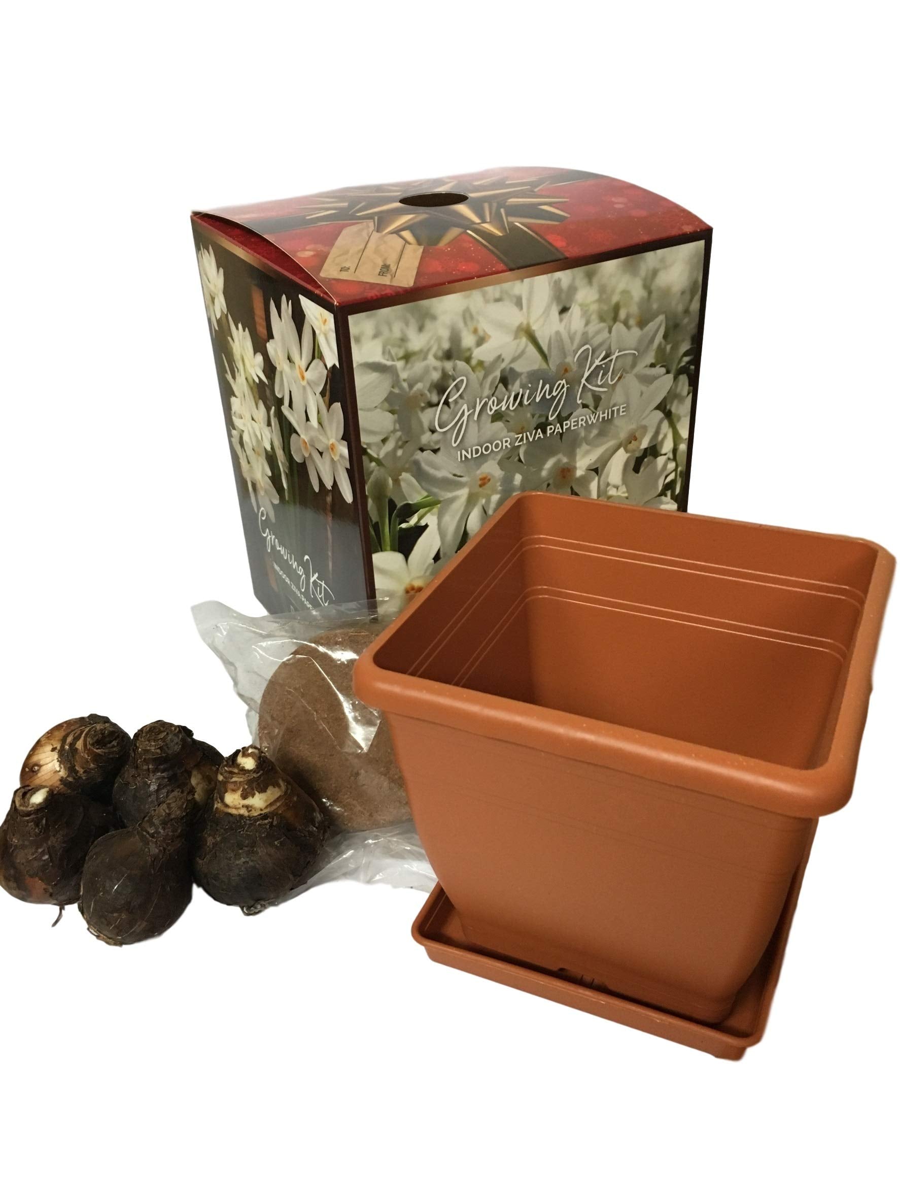 Daylily Nursery, Daylily Nursery Quaint Paperwhite Holiday Gift Growing Kit, Includes 5 Paperwhite Bulbs, a plastic pot & saucer, Professional Growing Medium