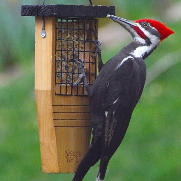 Nature's Way, Nature's Way Tail-prop Suet Feeder