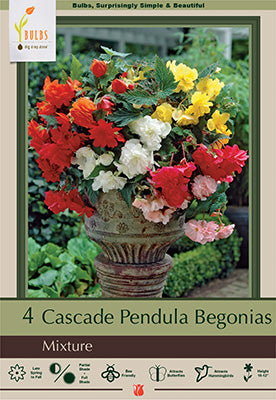 Netherland Bulb Company, Netherland Bulb Company Begonia Cascade Pendula 'Mixture'