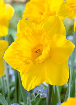 Netherland Bulb Company, Netherland Bulb Company Daffodil Narcissus Trumpet 'Dutch Master'