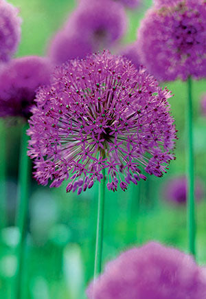 Netherland Bulb Company, Netherland Bulb Company Flowering Onion Allium 'Purple Sensation'