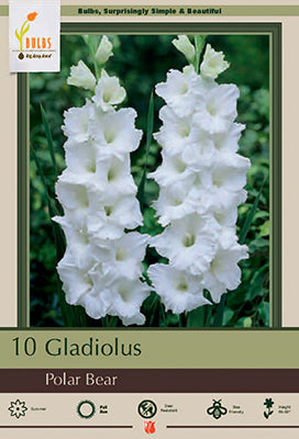 Netherland Bulb Company, Netherland Bulb Company Gladiolus Large Flowering 'Polar Bear'