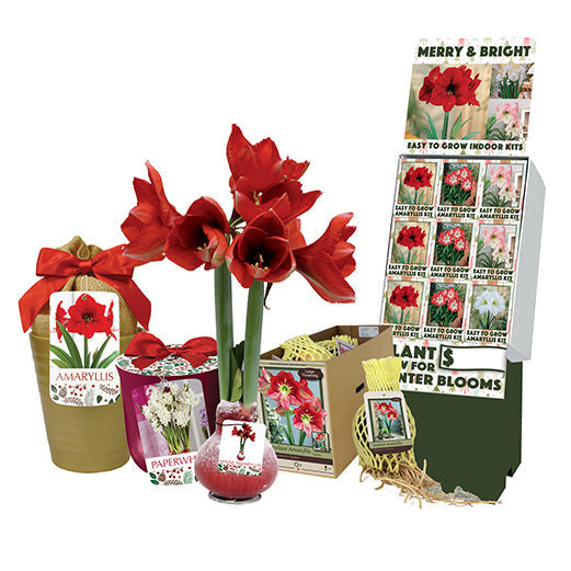 Netherland Bulb Company, Netherland Bulb Company HG Essentials Amaryllis Holiday Gift Growing Kit