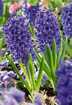 Netherland Bulb Company, Netherland Bulb Company Hyacinth orientalis 'Blue Jacket'