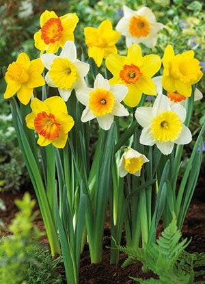 Netherland Bulb Company, Netherland Bulb Company Large Cupped Daffodil/Narcissus Mix 20 Bulbs - Deer Resistant - 14/16 cm Bulbs