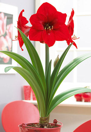 Netherland Bulb Company, Netherland Bulb Company Large Flowering Amaryllis hippeastrum Galaxy 'Red Lion'