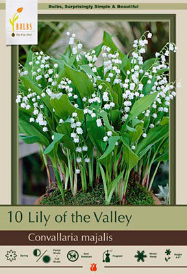 Netherland Bulb Company, Netherland Bulb Company Lily of the Valley - 10 Bare Roots