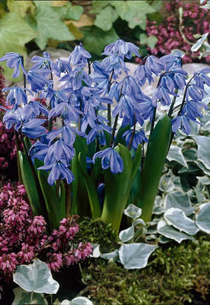 Netherland Bulb Company, Netherland Bulb Company Siberian Squill