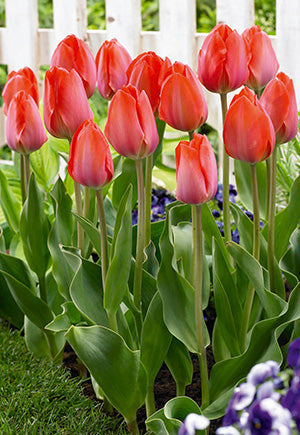 Netherland Bulb Company, Netherland Bulb Company Tulip Orange Van Eijk