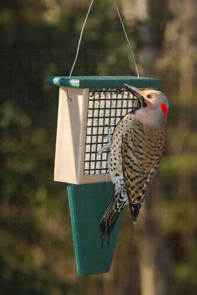 Songbird Essentials, Songbird Essentials Suet Feeder with Tail Prop Hunter Driftwood