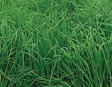 Feathered Friend, Southern States Orchardgrass Seed 25 lb