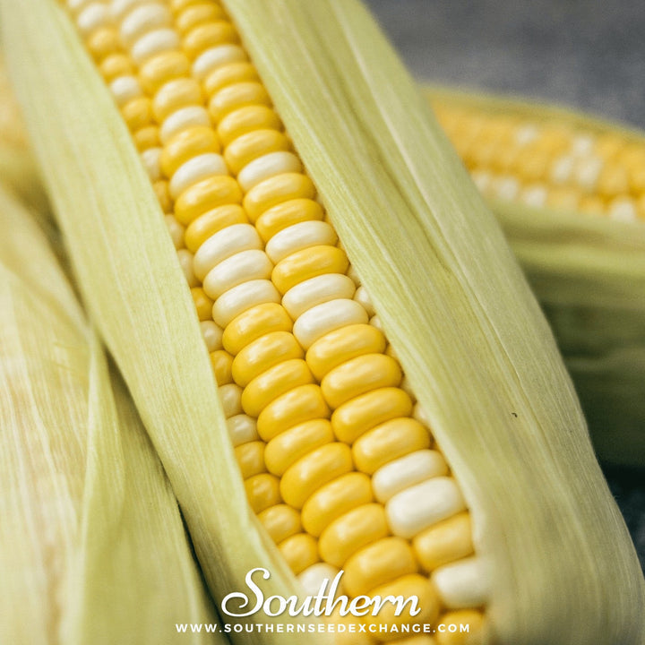 Southern States, Southern States Peaches N Cream Hybrid Sweet Corn Vegetable Seed