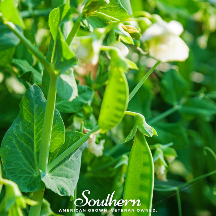 Southern States, Southern States Sugar Snap Pea Seed - Plant Peas