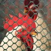 TENAX, Tenax Poultry Fence 3' x 25' Black 72120546