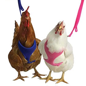 Valhoma, Valhoma Chicken Harness